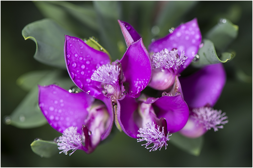 Vleugeltjesbloem - Polygala myrtifolia