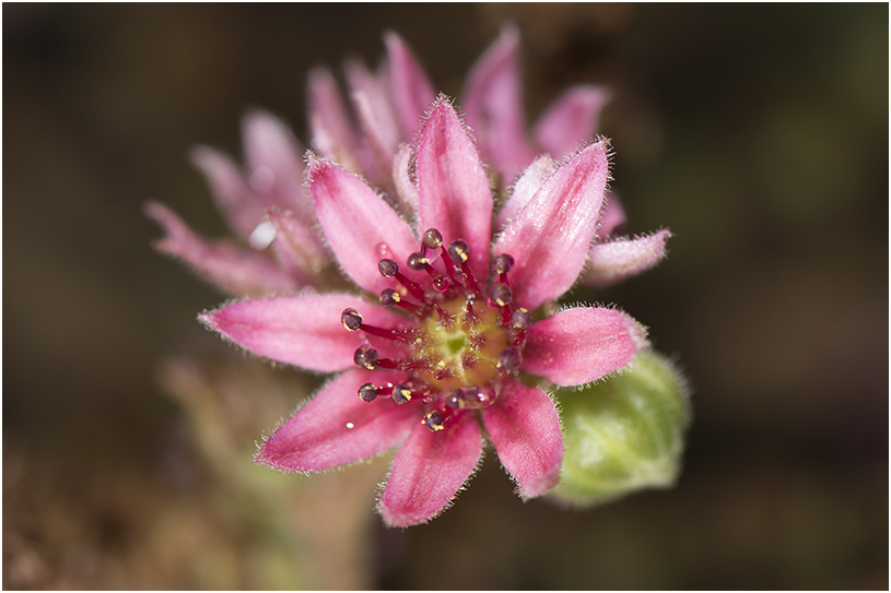  Huislook - Sempervivum Tectorum