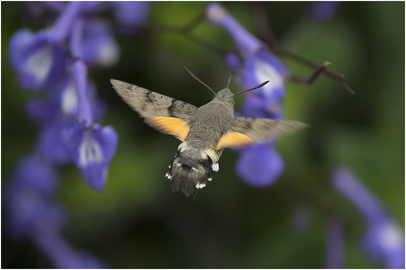 Kolibrievlinder - Macroglossum stellatarum