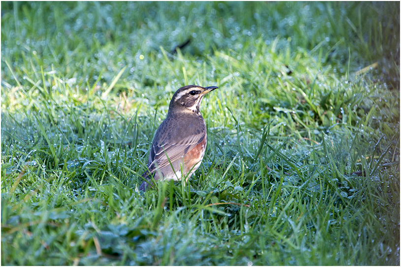 Koperwiek - Turdus Iliacus