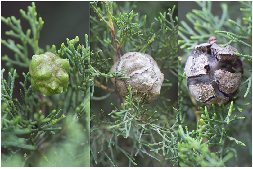 Gewone Cipres - Cupressus semperviren