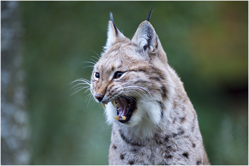 Lynx - Lynx lynx