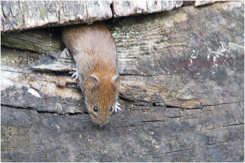 rosse Woelmuis - Myodes glareolus 