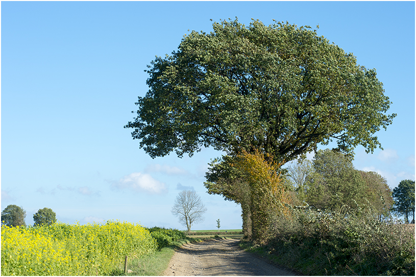 Zomereik - Quercus robur