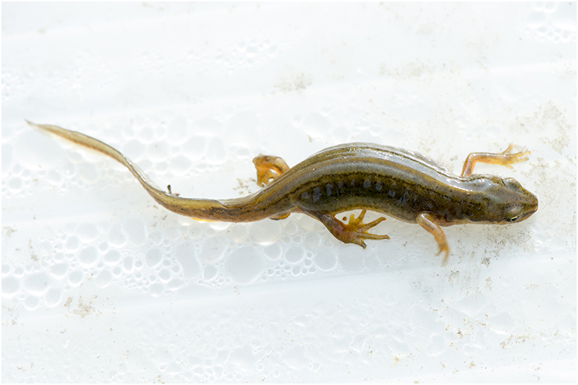 Kleine Watersalamander - Lissotriton vulgaris 