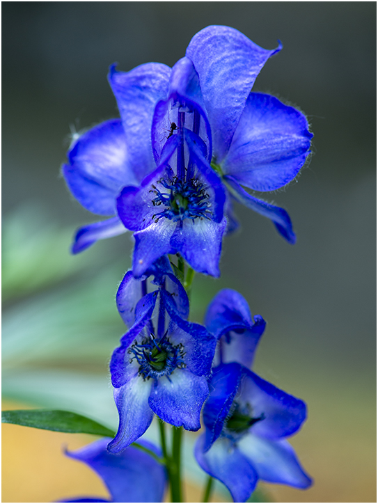 blauwe Monnikskap - Aconitum napellus 17/5