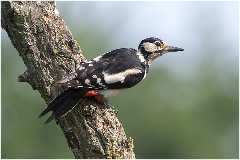 grote bonte Specht - Dendrocopos major - female - 29/5