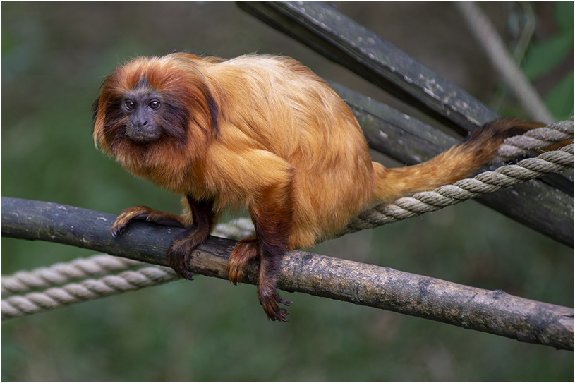 gouden Leeuwaapje - Leontopithecus rosalia