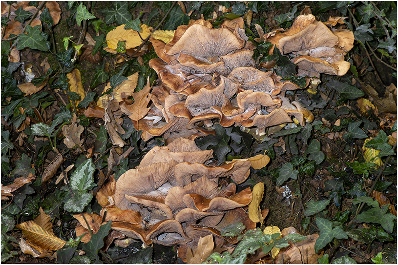 Knolhoningzwam - Armillaria lutea