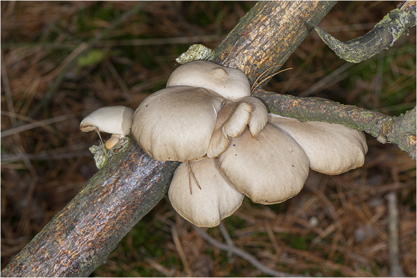 Bleke_Oesterzwam_Pleurotus_pulmonarius