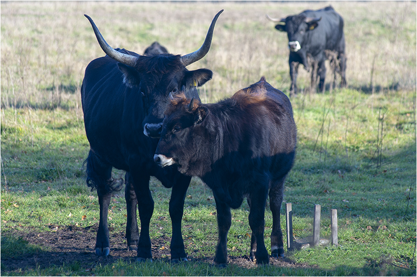 Tauros runderen