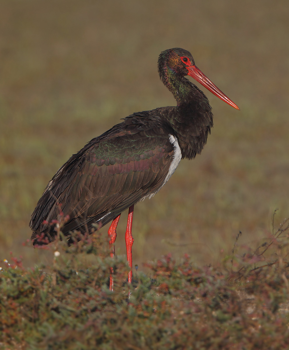 Black stork (ciconia nigra), Doana, Spain, January 2017