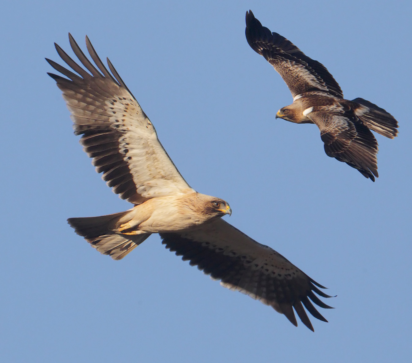 Booted eagle (hieraaetus pennatus), Dolores, Spain, January 2017