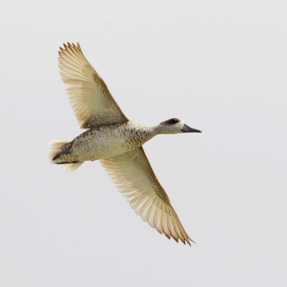 Marbled teal (marmaronetta angustirostris), San Felipe Neri, Spain, June 2017