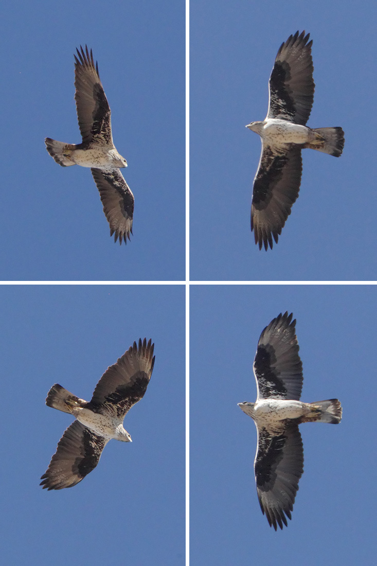 Bonellis eagle (hieraaetus fasciatus), Crevillente, Spain, January 2018