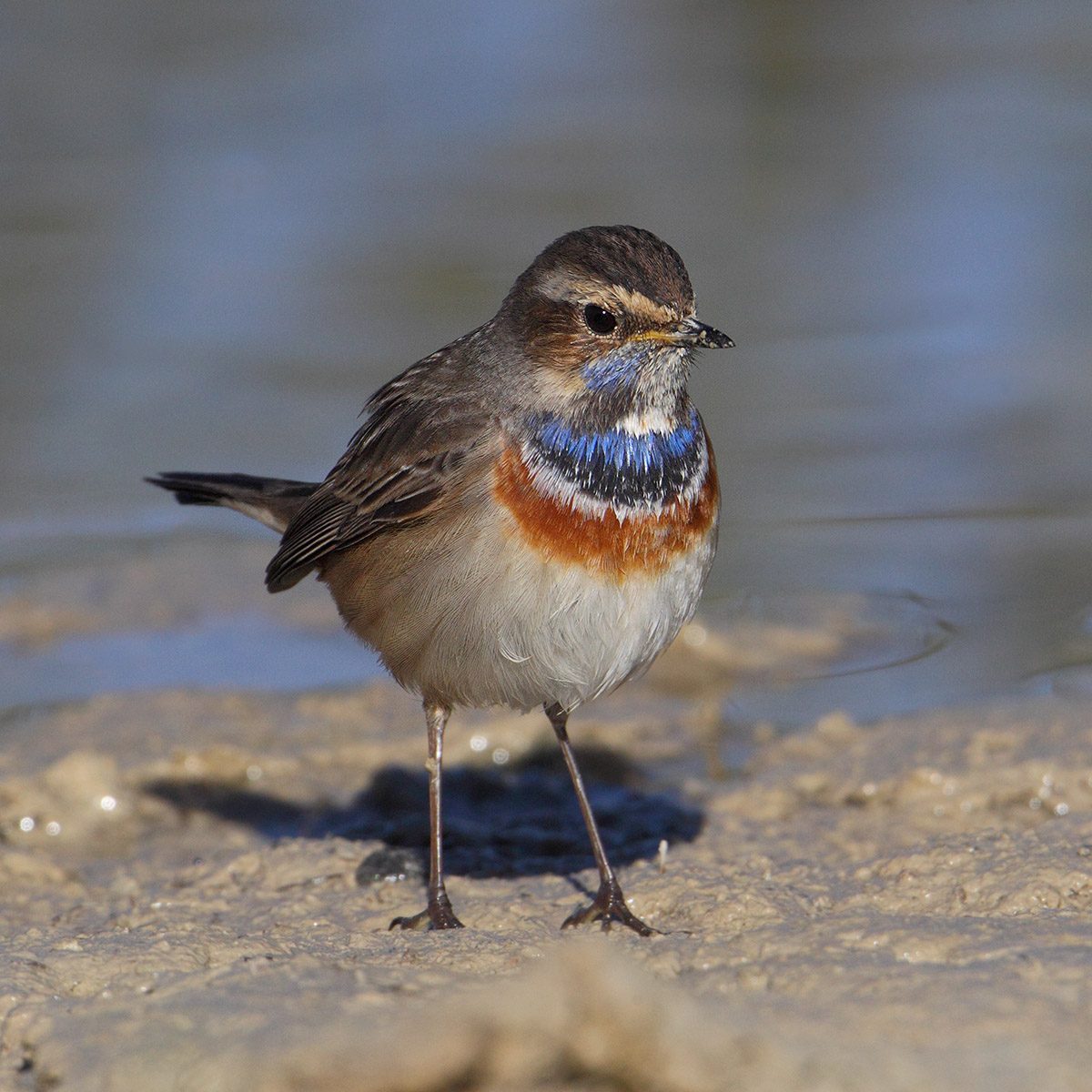 White-spotted bluethroat (luscinia svecica), San Felipe Neri, Spain, January 2017