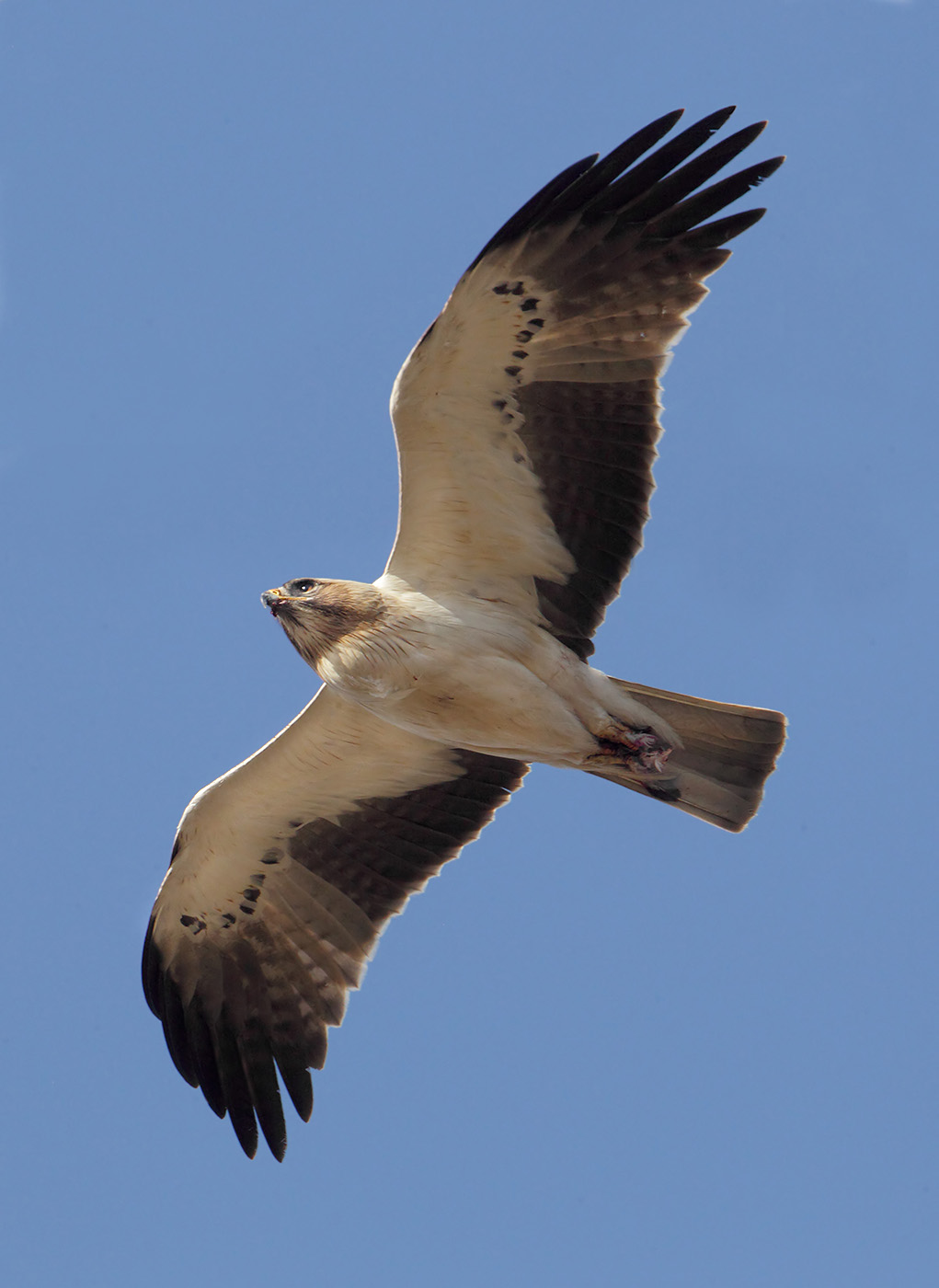 Booted eagle (hieraaetus pennatus), Catral, Spain, January 2018