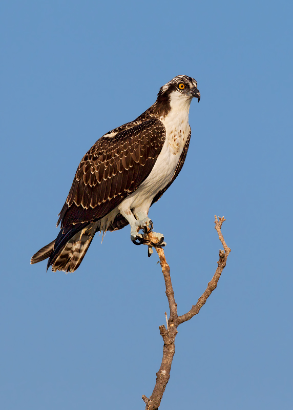 Osprey