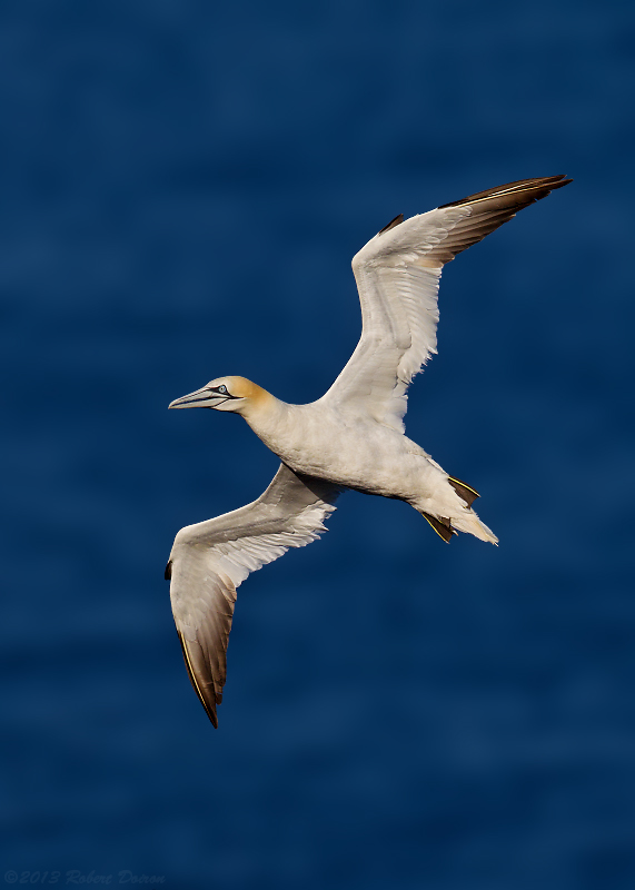 Northern Gannet