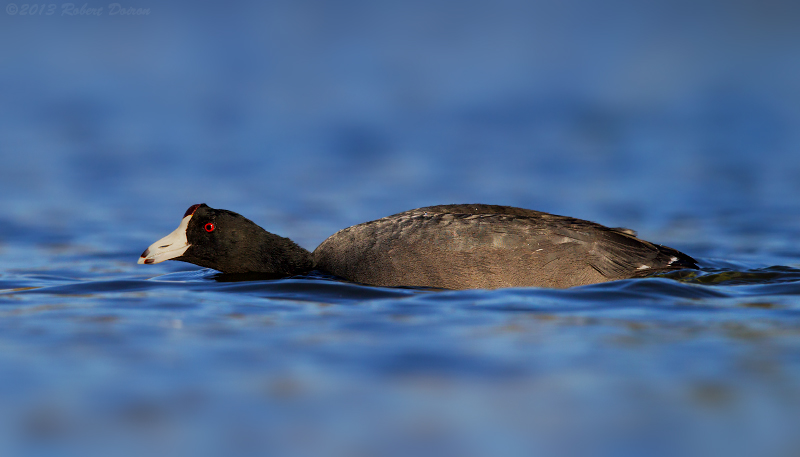 American Coot