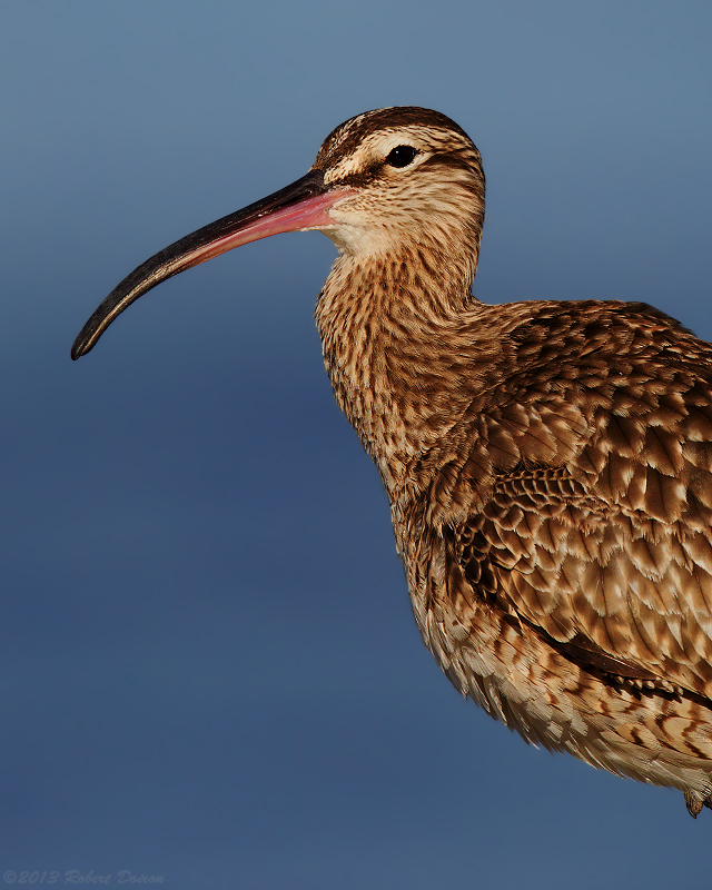 Whimbrel