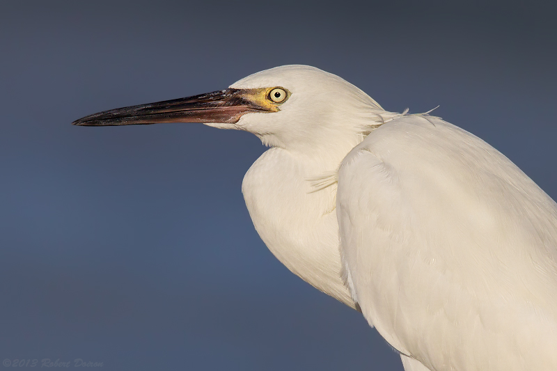 Reddish Egret