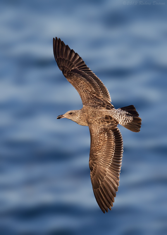 Western Gull