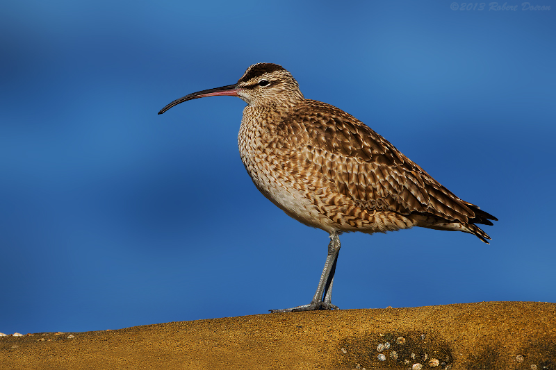 Whimbrel