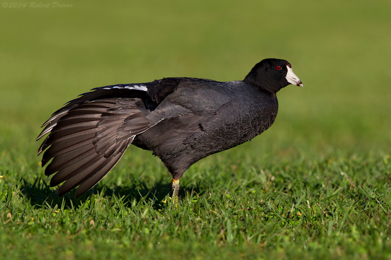 American Coot