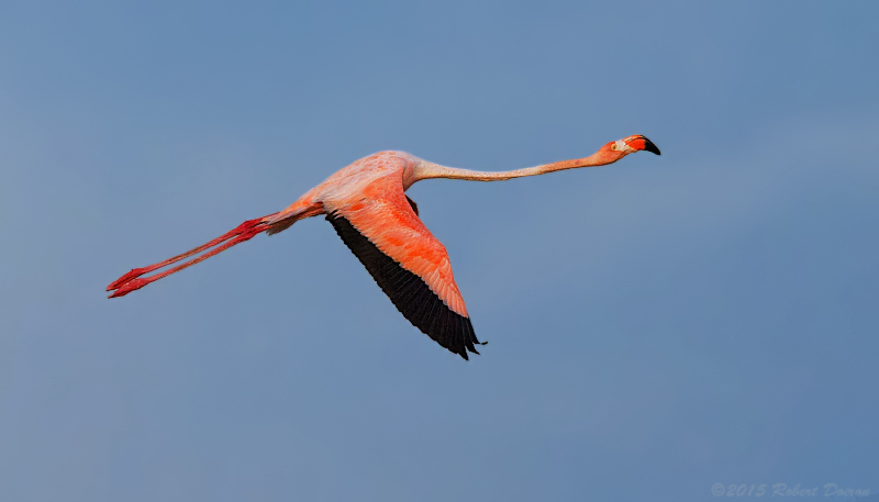 American Flamingo