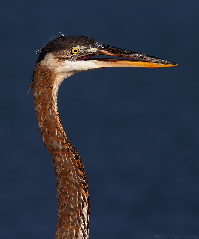 Great Blue Heron