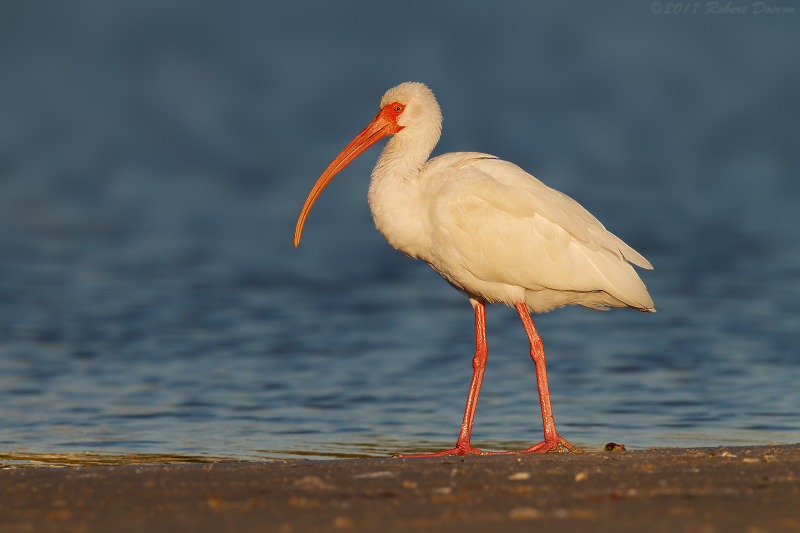 White Ibis