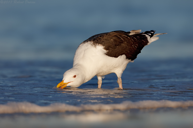 Great Black-backed Gull