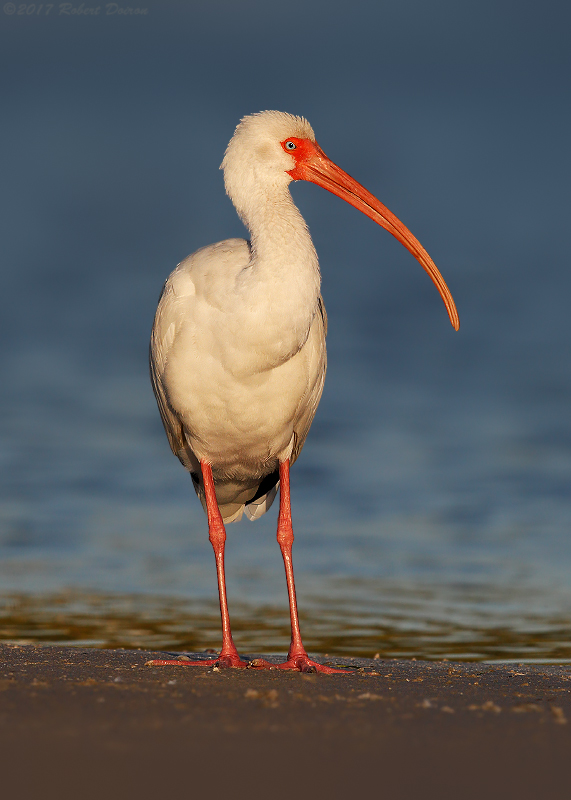 White Ibis