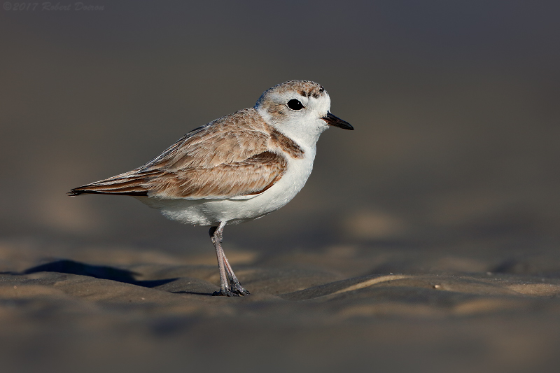 Snowy Plover