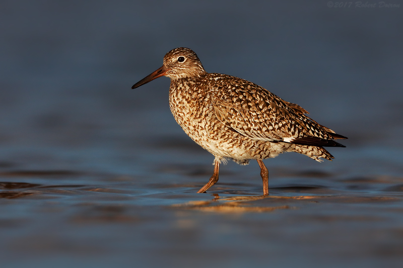 Eastern Willet