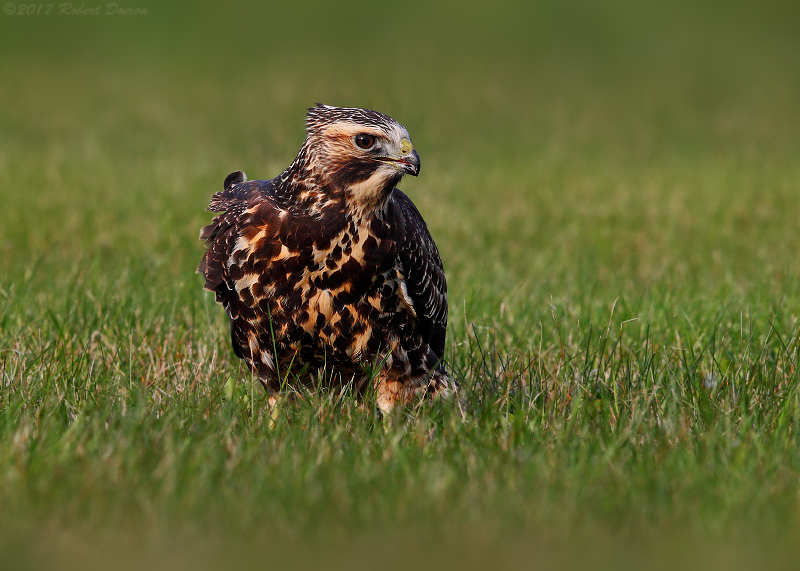 Swainson's Hawk