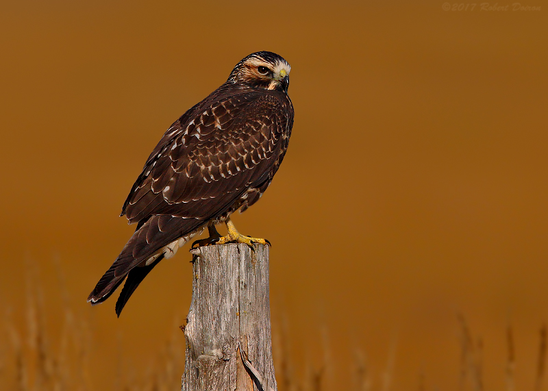 Swainson's Hawk