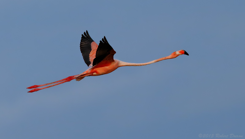 American Flamingo