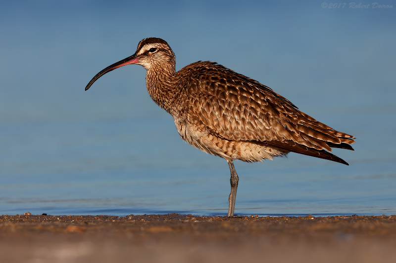 Whimbrel