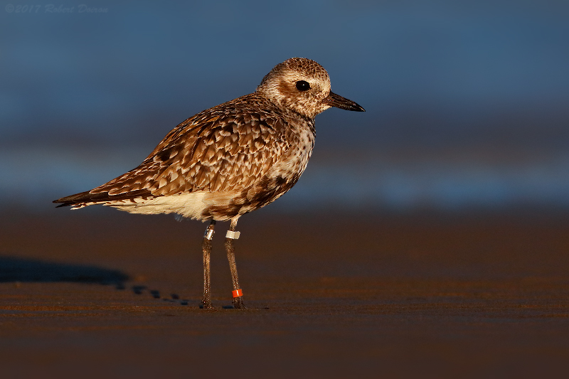 Black-bellied Plover