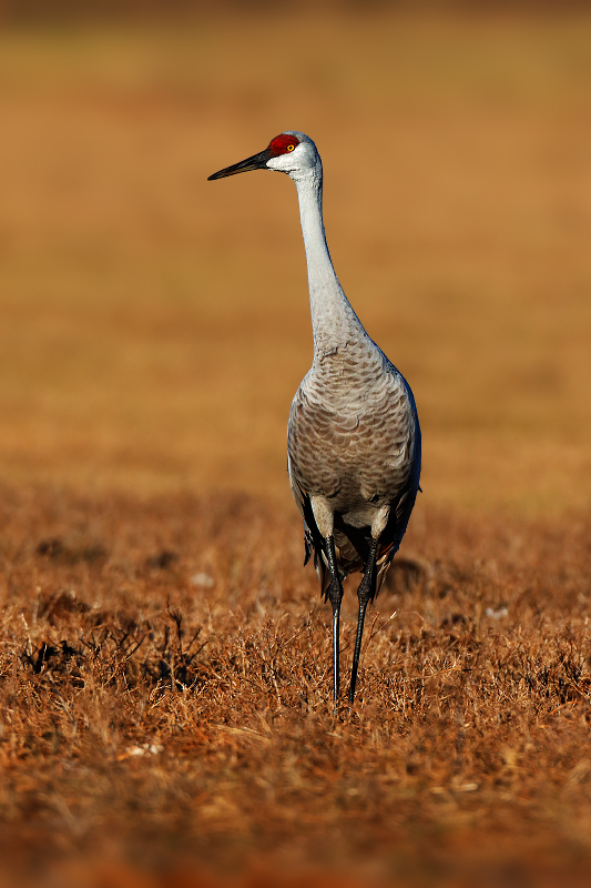 Sandhill Crane