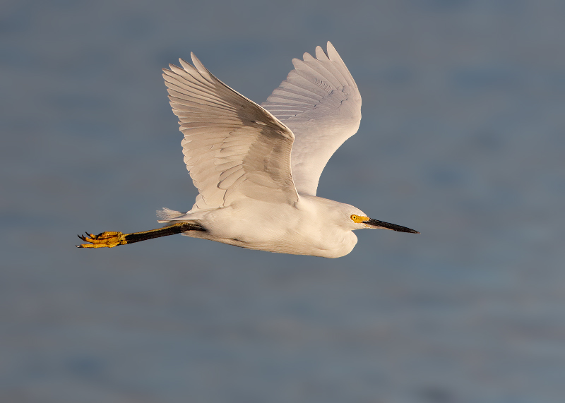 Snowy Egret