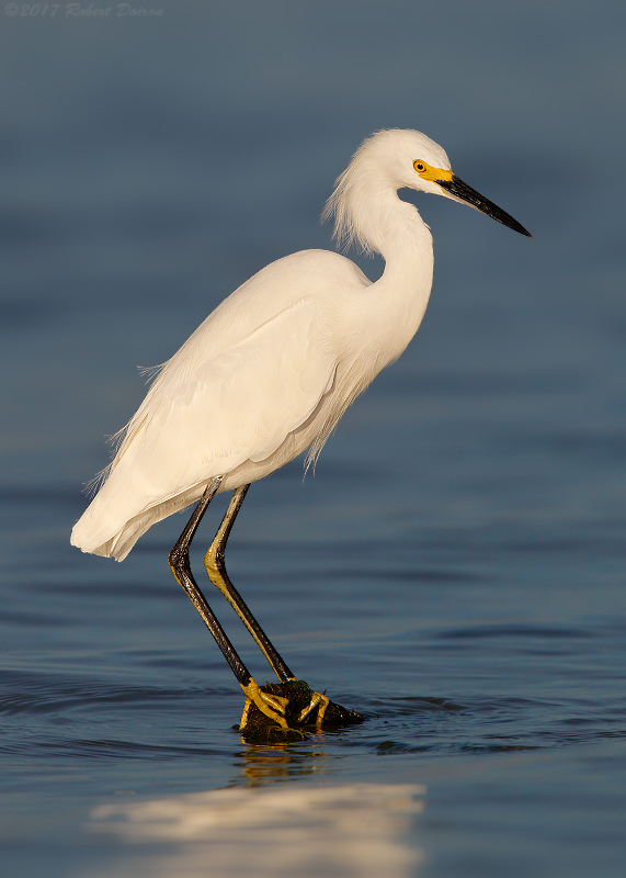 Snowy Egret