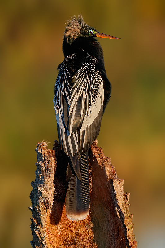 Anhinga