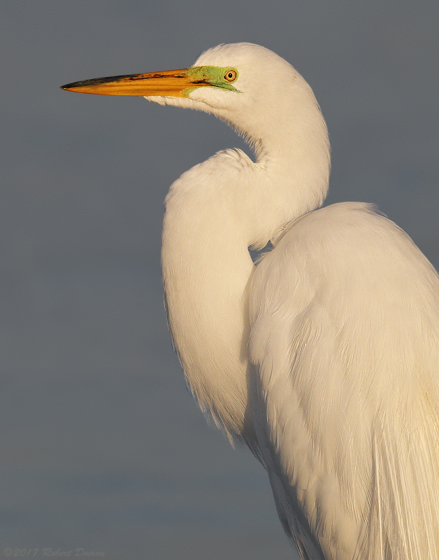 Great Egret