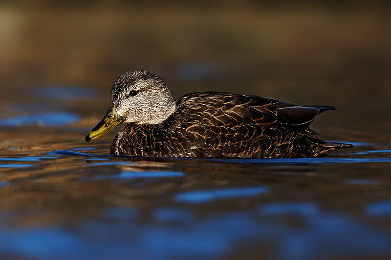 American Black Duck 