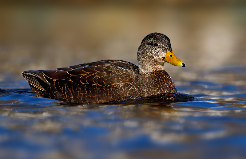 American Black Duck