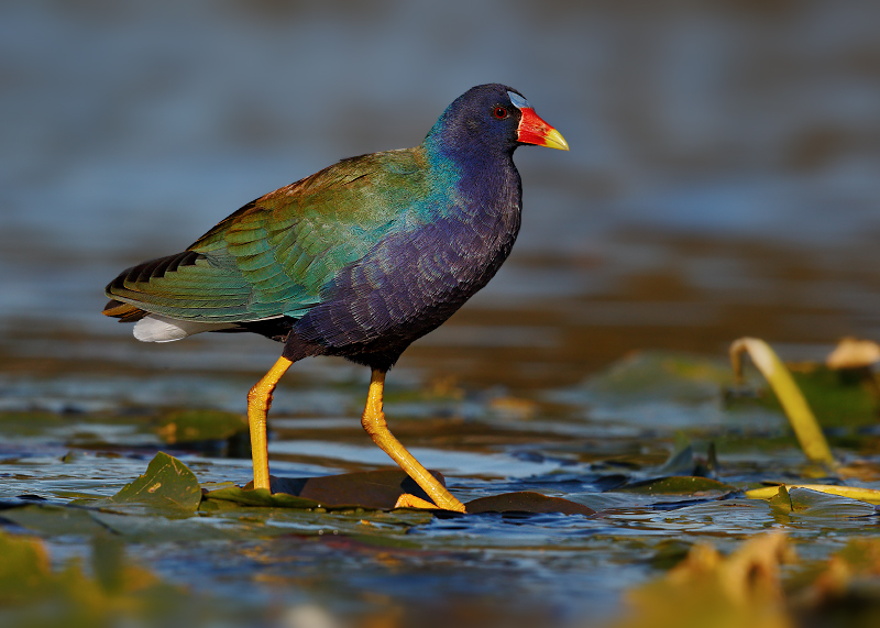 Purple Gallinule