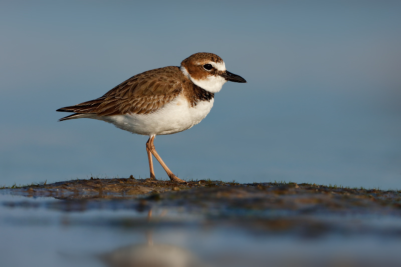 Wilsons Plover